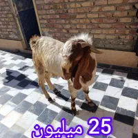 بز پاچن|حیوانات مزرعه|زاهدان, |دیوار