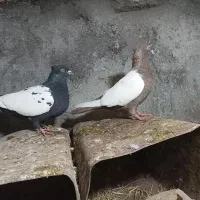 کفتر.|پرنده|فریمان, |دیوار