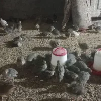 فروش بلدرچین|حیوانات مزرعه|جوانرود, |دیوار