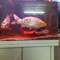 ماهی اکواریومی بزرگ