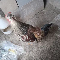 خروس|حیوانات مزرعه|شهرکرد, |دیوار