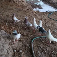 کفتر معامله با مرغ محلی|پرنده|ایرانشهر, |دیوار