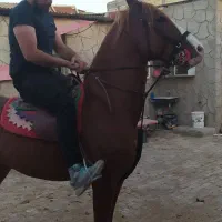 اسب نریون شش دنگ|اسب و تجهیزات اسب‌سواری|فلاورجان, |دیوار