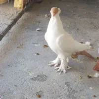 ی خرتازه باروفروشی