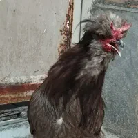 خروس فروشی شیراز