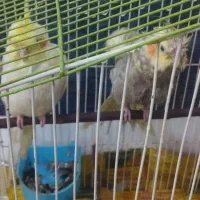 گمشده یک عروس هلندی