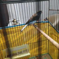 یک عدد قناری نر شلاقی بشرط