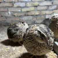 بلدرچین ژاپنی اصل|حیوانات مزرعه|پاکدشت, پاکدشت (مامازند)|دیوار