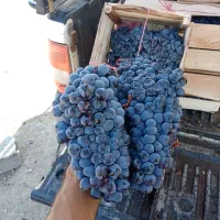 سه تا صندوق انگور سردشت کردستان