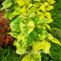 تولیدوفروش گلهای لوکس وکمیاب وارداتی|خدمات باغبانی و درختکاری|چابکسر, |دیوار