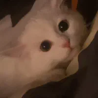 گربه ی ماده پرشین سفید عروسکی