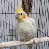 عروس هلندی
