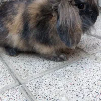 خرگوش لوپ نر خوشکل|موش و خرگوش|ارومیه, |دیوار