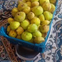 انجیر