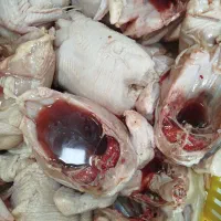 کارگر ساد خانم قطعه بندی مرغ