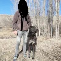 سرابی نسل کوله|سگ|اردبیل, |دیوار