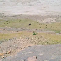 اجاره زمین کشاورزی دیم