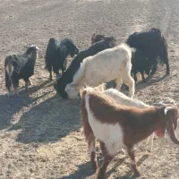 بزغاله بز میش|حیوانات مزرعه|کرمانشاه, |دیوار