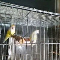 کوتوله برزیلی مولد|پرنده|سرخنکلاته, |دیوار