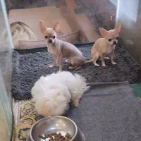 چیواوا|سگ|بومهن, |دیوار