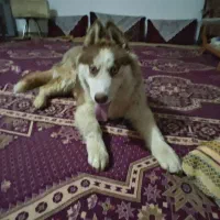 هاسکی شش ماه و پاپی پشمی یک سال|سگ|اصفهان, جلفا|دیوار