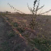 زمین کشاورزی به متراژ۱۲۶۰مترباپروانه کشاورزی|فروش زمین و ملک کلنگی|عجب شیر, |دیوار