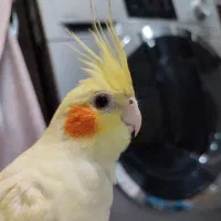 جفت عروس هلندی با چهار تا جوجه