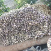 سیر محلی