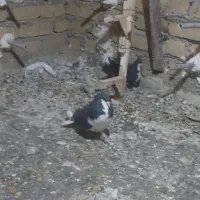 یک جفت شهری ب شرط پرش و تخم جوجه|پرنده|همایجان, |دیوار