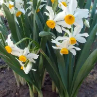 پیاز گل نرگس شیرازی عطری