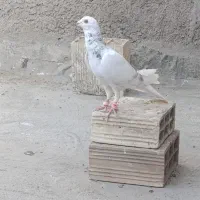پلاکی|پرنده|قم, کاسه گران|دیوار