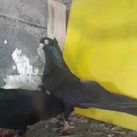 صرب سرخ|پرنده|اصفهان, عباسآباد|دیوار