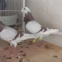 کبوتر پوست پیازی شیشه ای نوک سفید