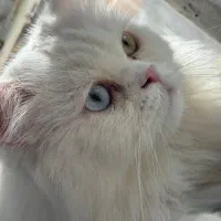 گربه|گربه|میاندوآب, |دیوار