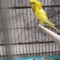 مرغ عشق پروانه ای|پرنده|اصفهان, گورتان|دیوار
