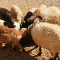بره صادراتی