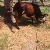 گاو ابستن ۸ماه نیم