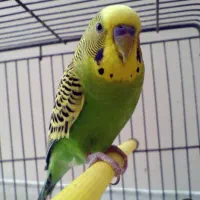 واگذاری رایگان پرنده گان شما را می‌پذیرم