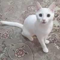 گربه پرشین اسکاتیش
