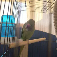 طوطی ملنگو|پرنده|زنجان, |دیوار