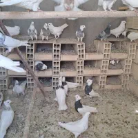 فروش تعدادی طوقی پالخت