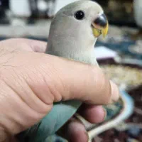 کوتوله برزیلی 2 عدد|پرنده|بابلسر, |دیوار