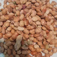 لوبیا چیتی شکسته وآشی.