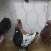 پنج تا ماده جوان رنگی|پرنده|بجنورد, |دیوار