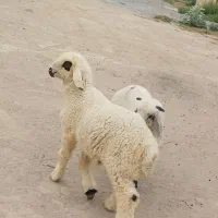 جفت بره نر شیرازی