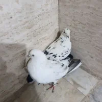 کبوتر|پرنده|یزد, |دیوار