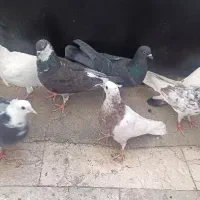 ۸ عدد کفتر یه جایی