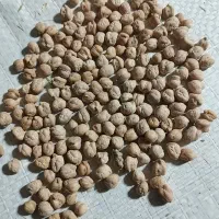 نخود بذری درجه 1