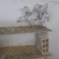 کرم نامور|پرنده|همدان, |دیوار