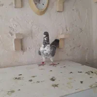 بزک سینه سفید